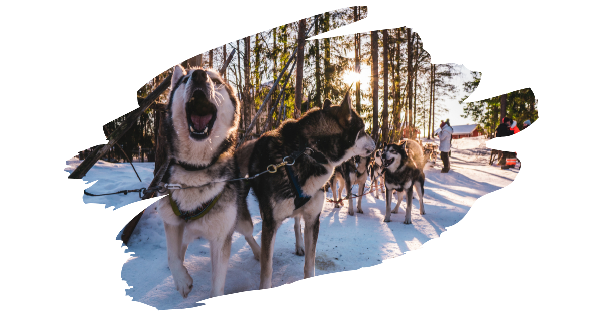 Husky Sled in Lapland