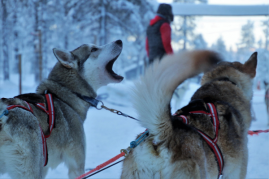 What to Expect on Our Lapland Husky Sledding Adventure!